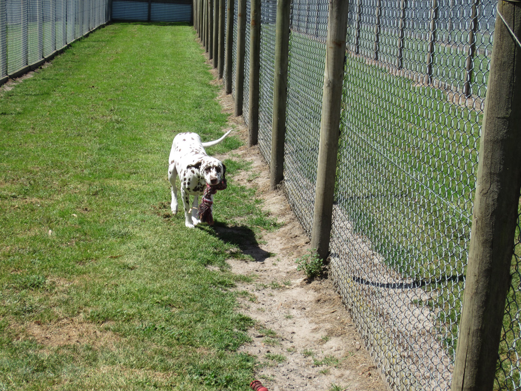Boarding Kennels Ballarat Dog dog Eureka Boarding