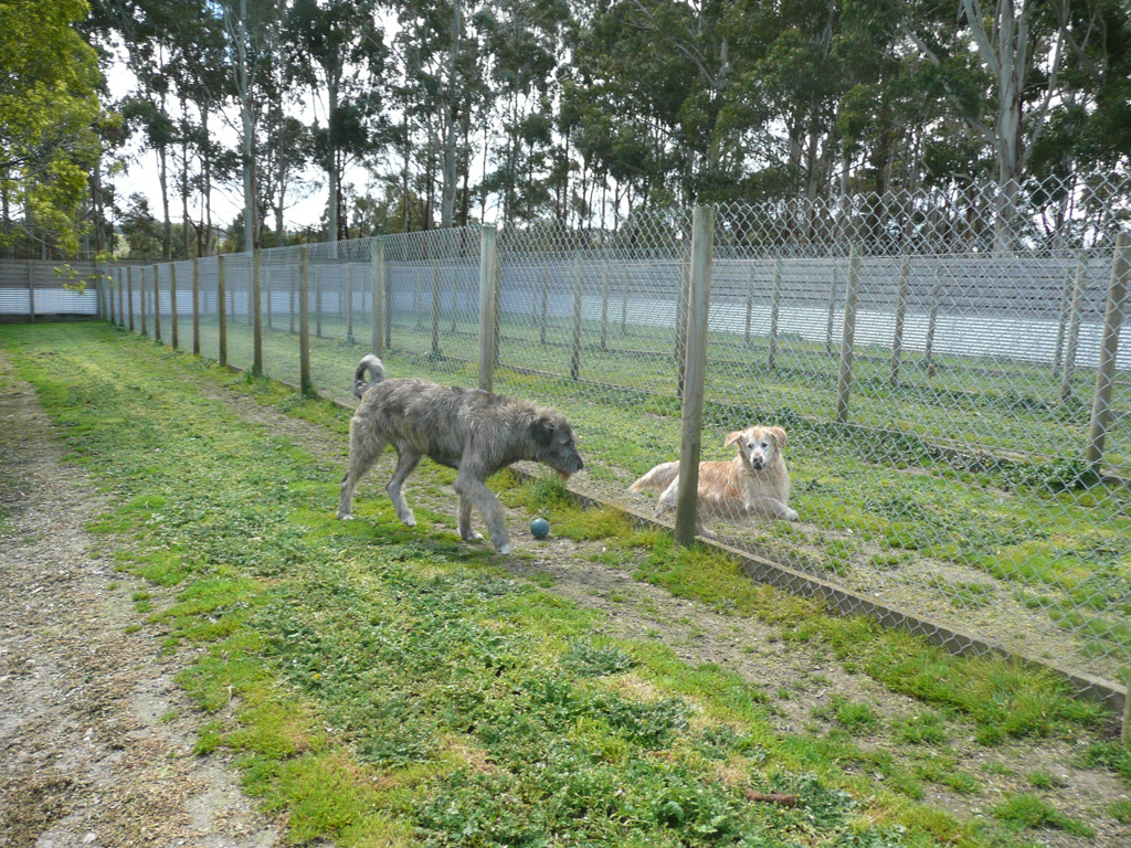 Boarding Kennels Ballarat Dog dog Eureka Boarding
