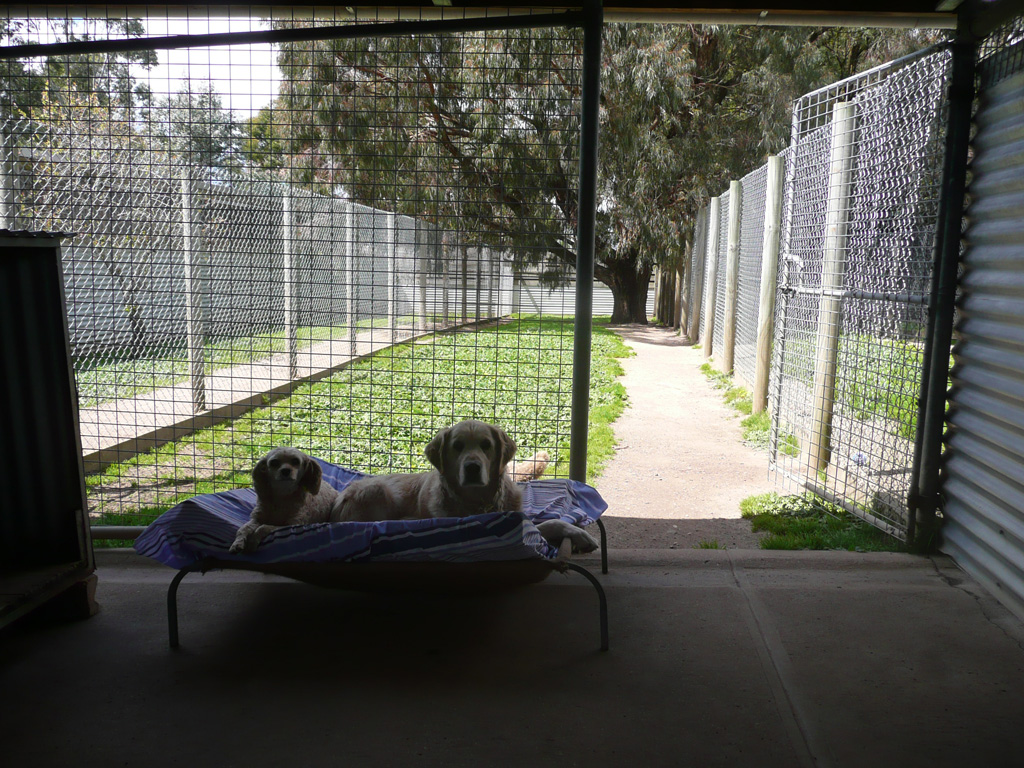 Boarding Kennels Ballarat Dog dog Eureka Boarding