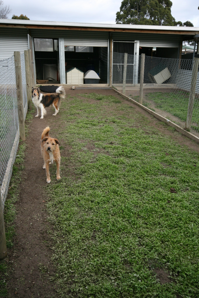 Boarding Kennels Ballarat Dog dog Eureka Boarding