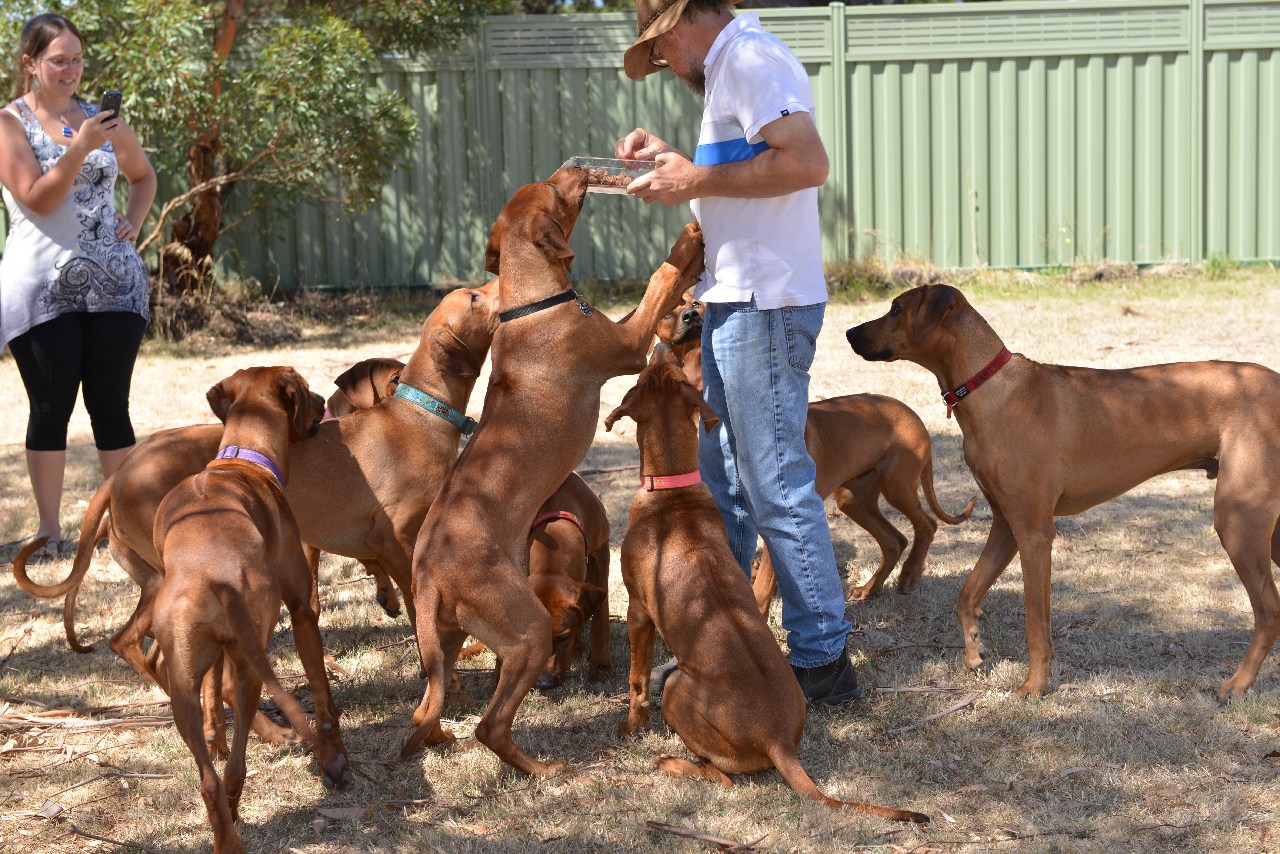 Boarding Kennels Ballarat Dog dog Eureka Boarding